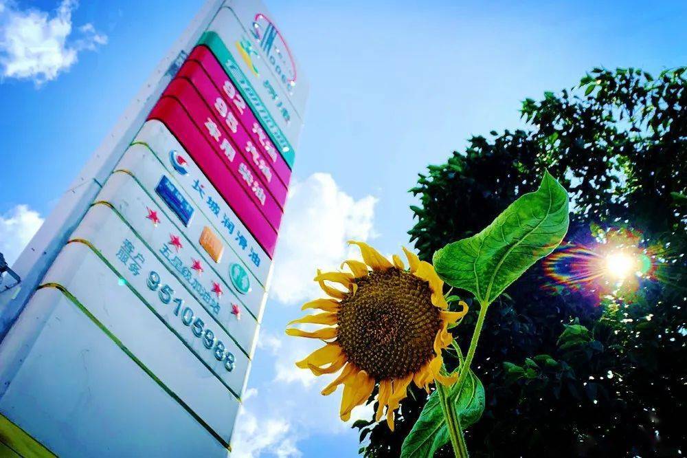 开云体育app-戴雅队员身体状态绝佳，备战全力以赴，决心取得好成绩()  第1张